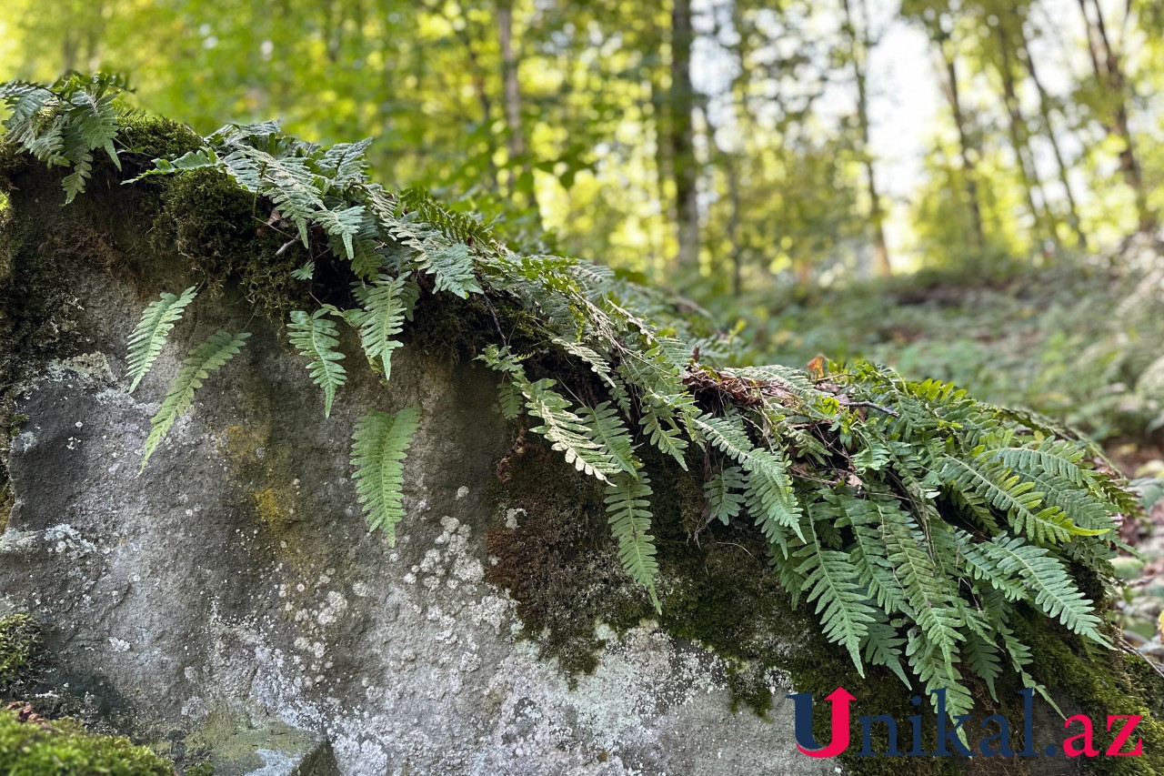 Adı "qara", özü cənnət - FOTOLAR